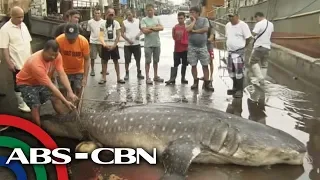 TV Patrol: Butanding natagpuang patay sa Navotas Fish Port