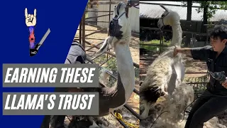 Shearing Two Untamed Llamas