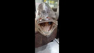 The Big 20 KG Giant Grouper Fish Clean#shorts