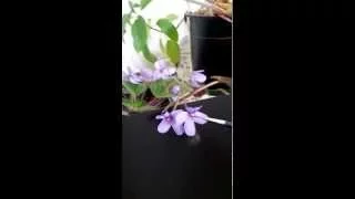 Buzz Pollination: African Violet