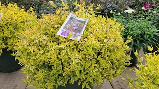 Abelia 'Kaleidoscope' (Glossy Abelia) // Amazing, Ever-Changing, COLORFUL Dwarf Shrub