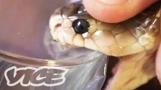 Getting High Injecting Snake Venom