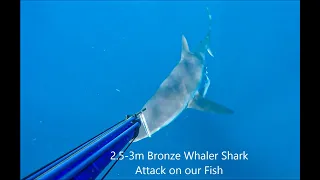 Action Ep.3 Full Version - Shark Attack, 125kg Bluefin Tuna, Kingfish, Dogtooth Tuna, Giant Trevally