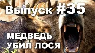 Выпуск 35: Медведь убил лося!  Охота на медведя видео 2013  Bear kills moose!