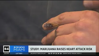 Marijuana use raises risk of heart attack, stroke, studies found