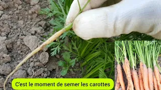 Comment semer et éclaircir les carottes en toute simplicité ? 2023