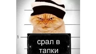 Funny CATS 2017  | Смешные кошки |  Попробуй не засмейся :D#2