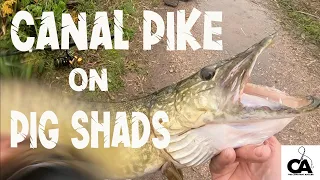 Lure Fishing for Canal Pike - Savage Gear SG2 Power Game - Pig Shad