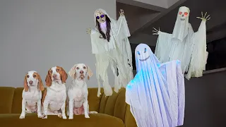 Dogs vs Ghost Invasion Prank: Funny Dogs Maymo, Potpie & Cute Puppy Indie Battle Ghosts!