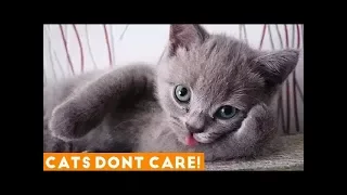 Funny Cats Reactions!! -must watch-