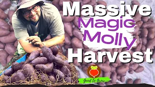 PURPLE Potato Harvest | Magic Molly Potatoes in Containers | Guten Yardening | Zone 5 Gardening