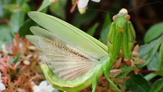 秋の公園で昆虫探し！