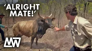 Matt Wright Catches Raging Bull! | Matt Wright aka Outback Wrangler
