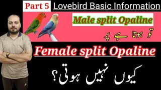 Lovebird basic information Part 5 l  Why is there no female split Opaline? l Welcome Aviary