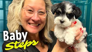 Schnauzer Grooming Tiny Puppy