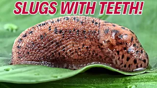 🌟 10 Slimy Secrets About Slugs That Will Blow Your Mind! 🤯