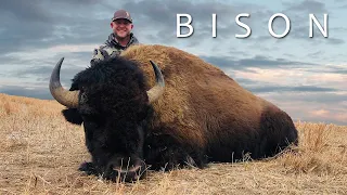 Territory- Bison, Bison Buffalo Hunting Short Film