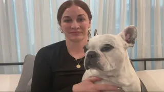 Resident Mistakes Screaming French Bulldog for Neighbor