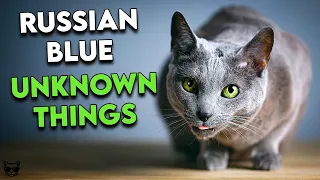 Russian Blue Cats: These Are The Top Things To Know About Them!