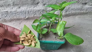 Grow Cardamom From Seeds || Grow Properly At Home || Grow Plants From Seeds #garden