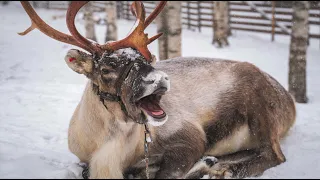 Best of funny reindeer of Santa Claus 😍🦌 Father Christmas in Lapland Finland video for families