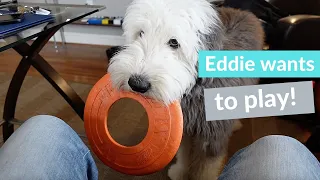 Our Old English Sheepdog, Edison wants me to play fetch.