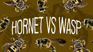 Hornet VS Wasp | What's The Difference?