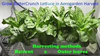 Grow ButterCrunch Lettuce in Aerogarden Harvest, and harvesting methods