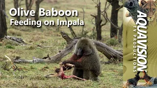 Olive Baboon feeding on baby Impala, Mother helpless. #wildlife #stockfootage