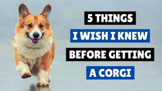 5 Things I Wish I Knew Before Getting a Corgi 😱 From Personal Experience