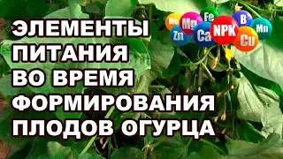 Элементы питания для огурцов во время формирования плодов (17-09-2018)