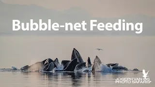 Humpback Whales Bubble-net Feeding in Alaska's Inside Passage 2019