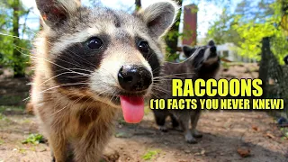 Raccoon 🦝 (10 FACTS You NEVER KNEW)