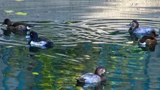 Tufted duck (Aythya fuligula) - Adult pair and juveniles ⁴ᵏ ᵁˡᵗʳᵃ ᴴᴰ