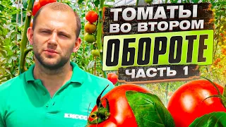 Томаты во втором обороте. КОРНЕВЫЕ И ВНЕКОРНЕВЫХ подкормки томатов на всех этапах вегетации Часть 1