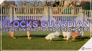 Flocks Guardian Animals to Protect Chickens