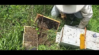 Swarm Catch April 24, 2024: Farm Apiary