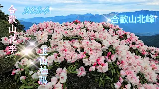 2024/4月合歡山高山杜鵑花季~合歡山北峰花況~令人驚豔