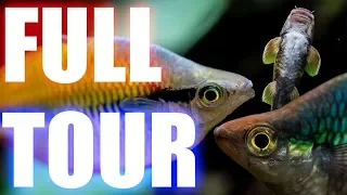 COMPLETE Fish Room Tour - Steenfott Aquatics