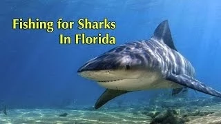 Bull Shark Fishing in Florida