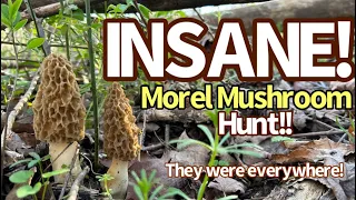 INSANE MOREL MUSHROOM HUNT LIKE NO OTHER with tips! ! #morel #morelmushrooms #mushrooms