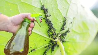 The most effective natural insecticide - aphids disappear in an instant
