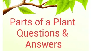 Parts of the plant Questions & Answers /  Plant Quiz for kids /  Questions about functions of parts