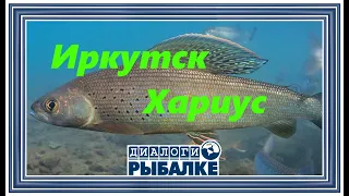 Диалоги о рыбалке - 101 / Иркутск.  Хариус