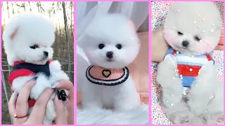 Funny and Cute Pomeranian Videos, Videos de TikTok Part 191