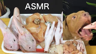 ASMR Pit Bull Eating RAW Chicken &Duck Head & Quail Eggs.MUKBANG &EATING SOUND.