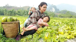 Warm when mother and child are together | Harvesting the strange Melon take it to the market to sell