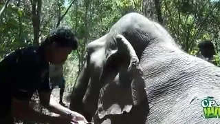 This jumbo was caught by a cable trap | Amazing Moments Of Saving an elephant | Wildlife | Animaux