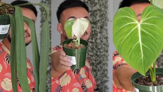 Houseplant Haul Part Two | Plant Mail Unboxing, Reaction & Care Tips