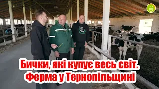 Бички, які купує весь світ. Ферма у Тернопільщині